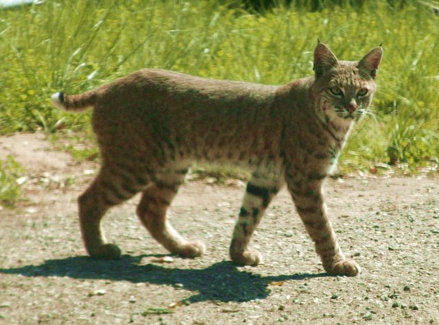 Other wildlife on the ranch