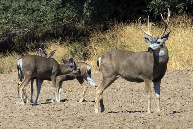 Deer