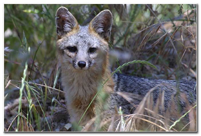 Foxes
