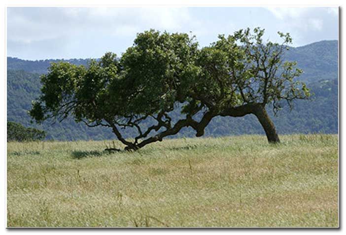 Trees around the ranch